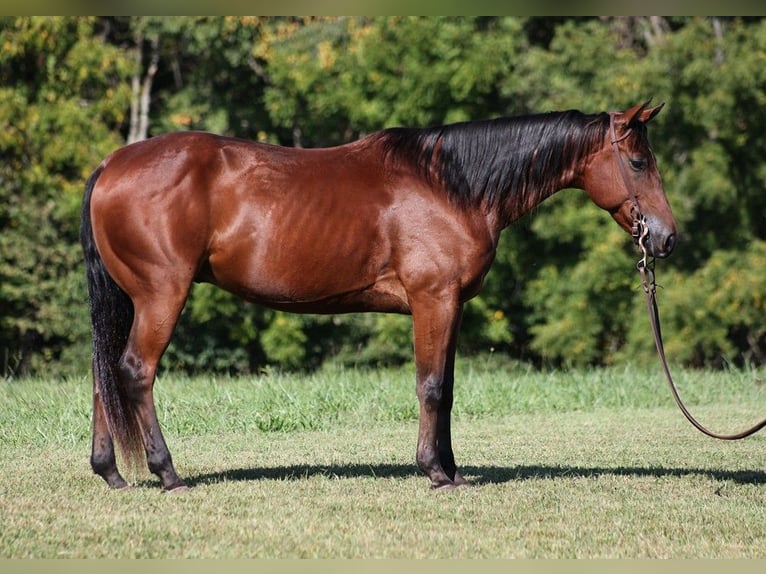 American Quarter Horse Castrone 8 Anni 150 cm Baio ciliegia in Somerset KY