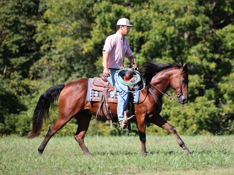 American Quarter Horse Castrone 8 Anni 150 cm Baio ciliegia in Somerset KY