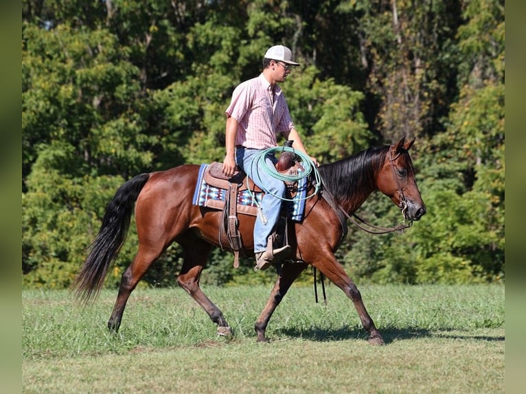 American Quarter Horse Castrone 8 Anni 150 cm Baio ciliegia in Somerset KY