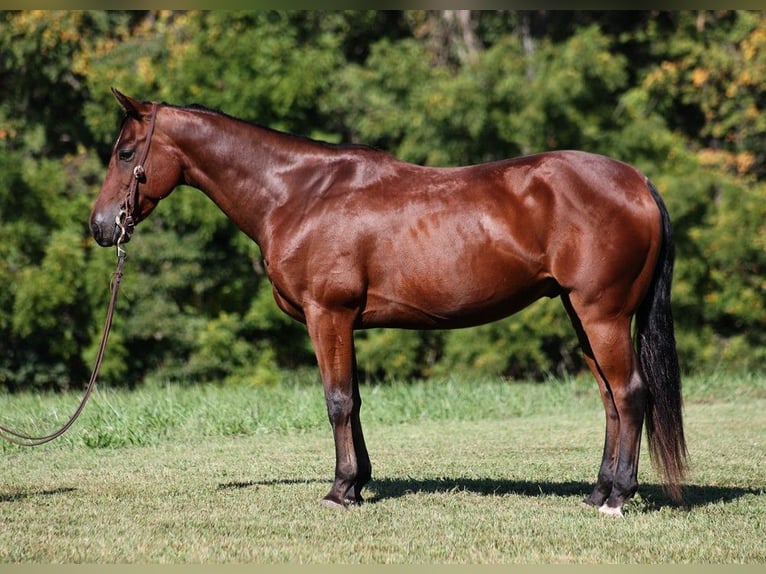 American Quarter Horse Castrone 8 Anni 150 cm Baio ciliegia in Somerset KY