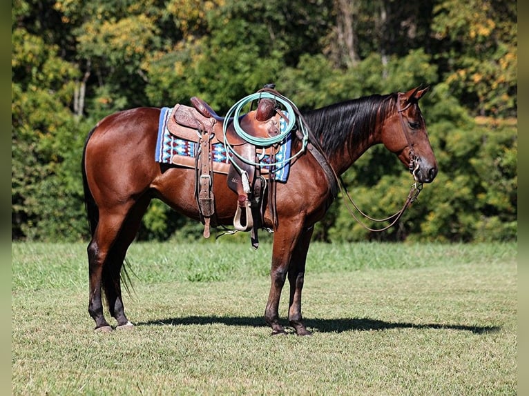 American Quarter Horse Castrone 8 Anni 150 cm Baio ciliegia in Somerset KY