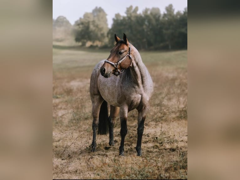 American Quarter Horse Castrone 8 Anni 150 cm Baio roano in Hohenau