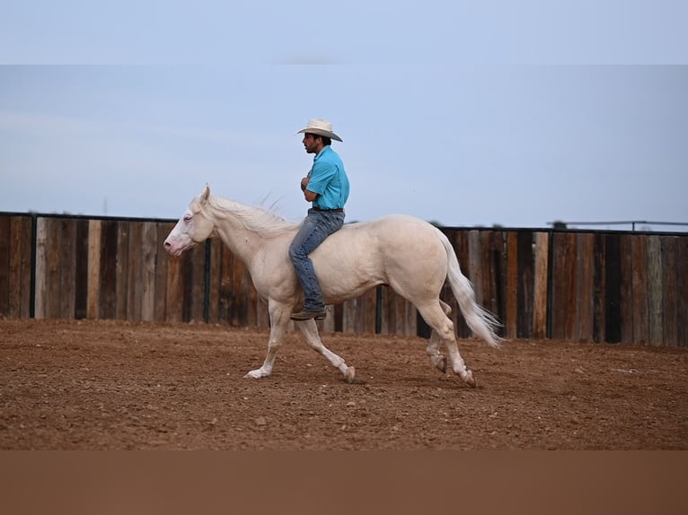 American Quarter Horse Castrone 8 Anni 150 cm Cremello in Canyon, TX