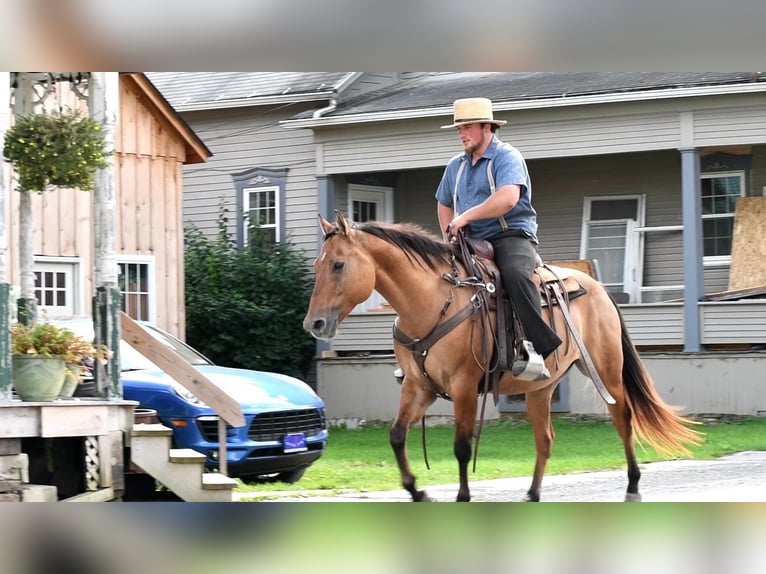 American Quarter Horse Castrone 8 Anni 150 cm Falbo in Rebersburg, PA