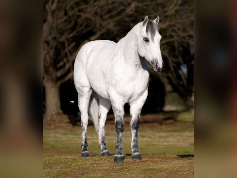 American Quarter Horse Castrone 8 Anni 150 cm Grigio pezzato in Ponder, TX