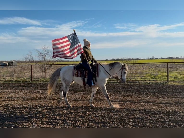 American Quarter Horse Castrone 8 Anni 150 cm Grigio pezzato in Ponder, TX