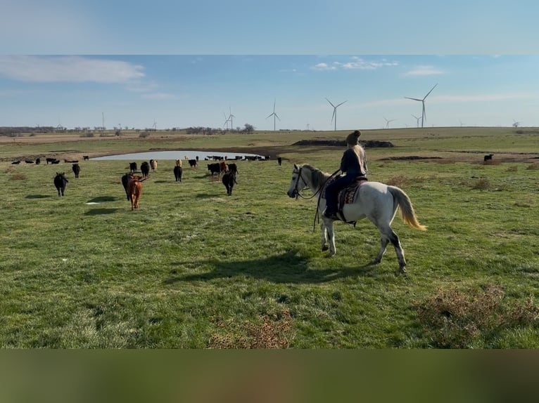 American Quarter Horse Castrone 8 Anni 150 cm Grigio pezzato in Ponder, TX