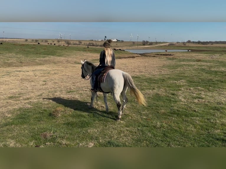 American Quarter Horse Castrone 8 Anni 150 cm Grigio pezzato in Ponder, TX