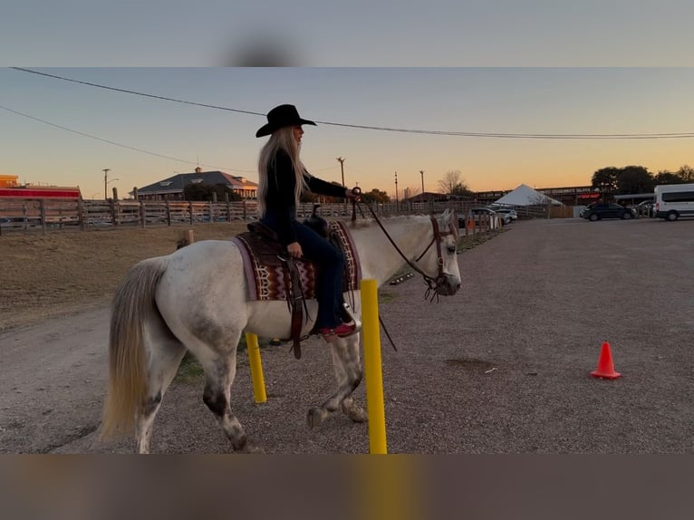 American Quarter Horse Castrone 8 Anni 150 cm Grigio pezzato in Ponder, TX