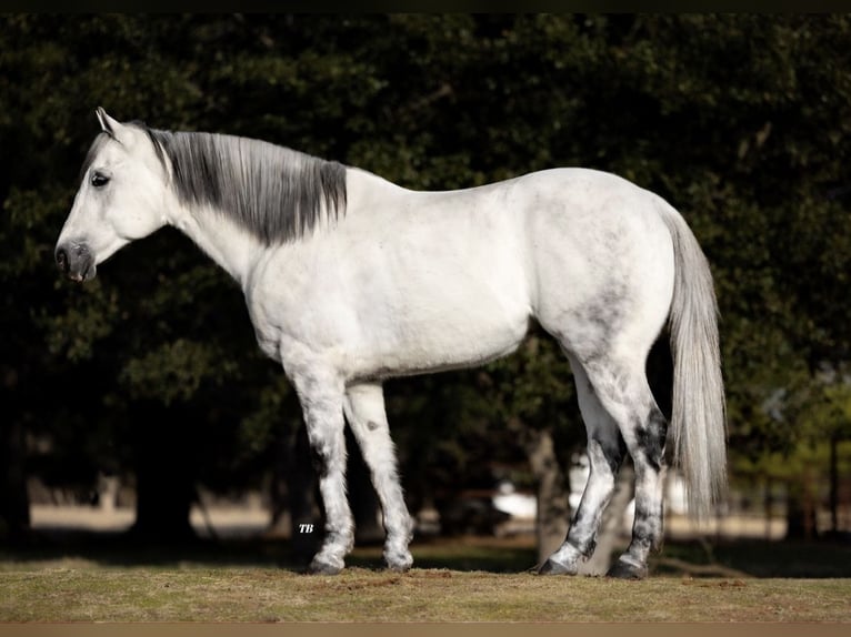 American Quarter Horse Castrone 8 Anni 150 cm Grigio pezzato in Ponder, TX