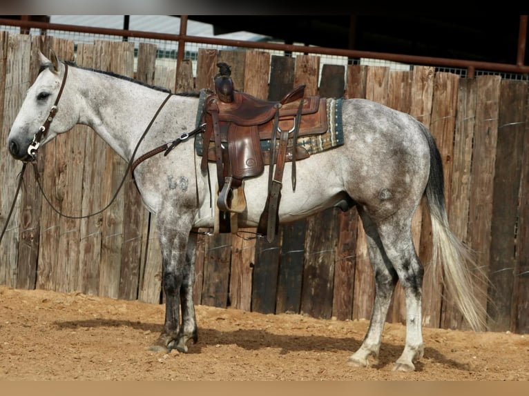American Quarter Horse Castrone 8 Anni 150 cm Grigio in Pilot Point, TX