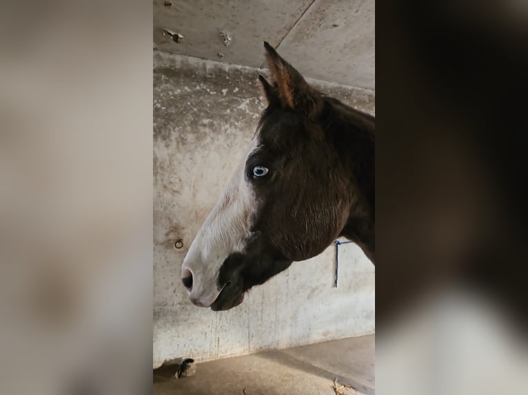 American Quarter Horse Castrone 8 Anni 150 cm Grullo in Essen