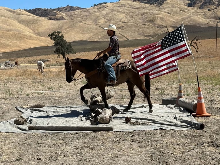 American Quarter Horse Castrone 8 Anni 150 cm Grullo in Tres Pinos