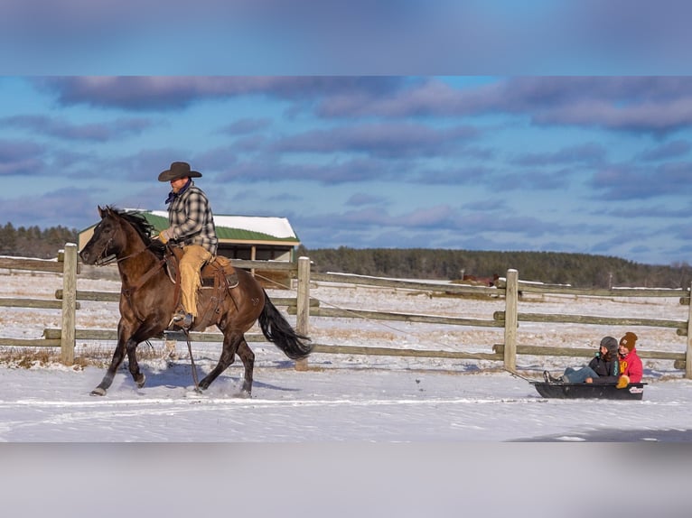 American Quarter Horse Castrone 8 Anni 150 cm Grullo in Nevis, MN