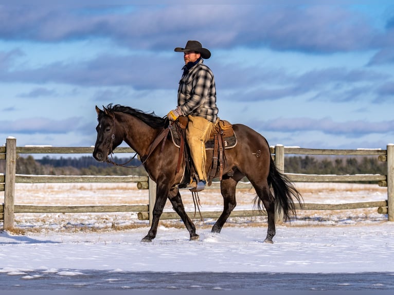 American Quarter Horse Castrone 8 Anni 150 cm Grullo in Nevis, MN