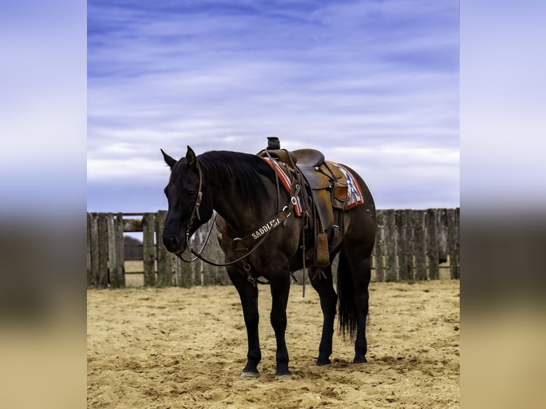 American Quarter Horse Castrone 8 Anni 150 cm Grullo in Nevis, MN