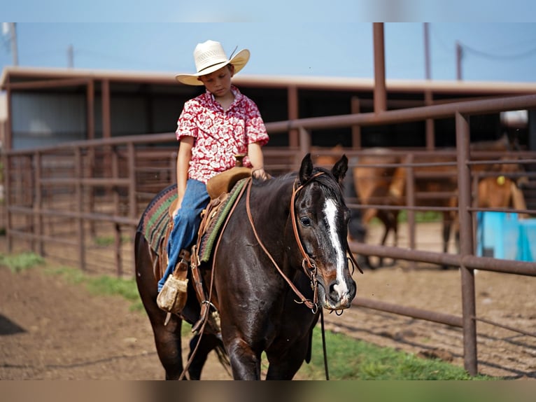 American Quarter Horse Castrone 8 Anni 150 cm Morello in Kaufman