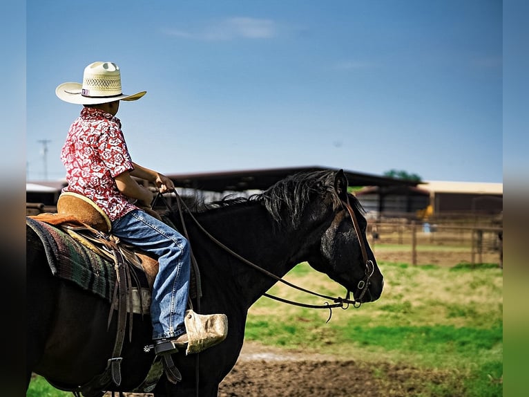 American Quarter Horse Castrone 8 Anni 150 cm Morello in Kaufman