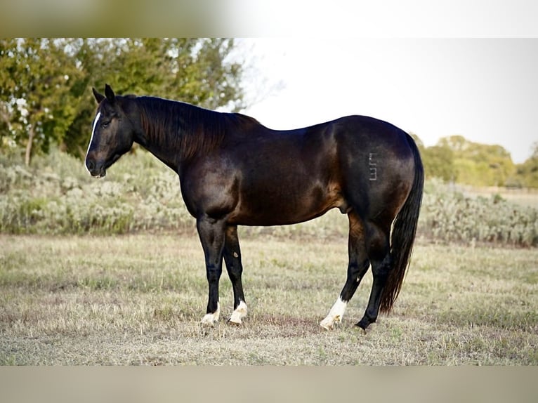 American Quarter Horse Castrone 8 Anni 150 cm Morello in Kaufman