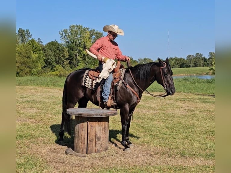 American Quarter Horse Castrone 8 Anni 150 cm Morello in Robards, KY