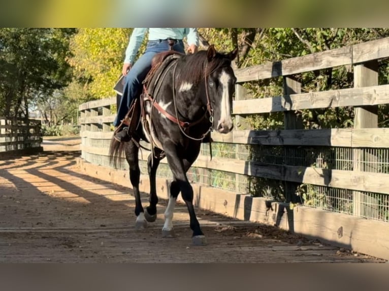 American Quarter Horse Castrone 8 Anni 150 cm Overo-tutti i colori in Weatherford TX