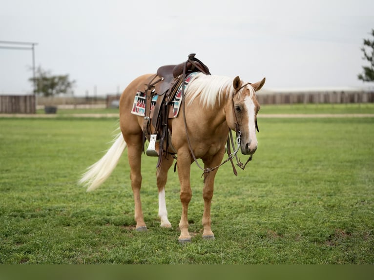 American Quarter Horse Castrone 8 Anni 150 cm Palomino in Amarillo, TX