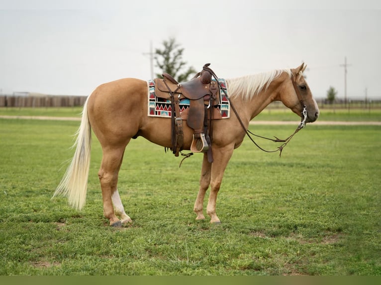 American Quarter Horse Castrone 8 Anni 150 cm Palomino in Amarillo, TX