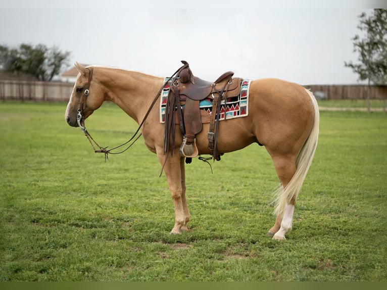 American Quarter Horse Castrone 8 Anni 150 cm Palomino in Amarillo, TX