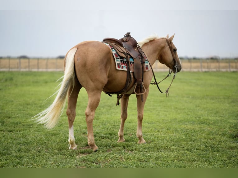 American Quarter Horse Castrone 8 Anni 150 cm Palomino in Amarillo, TX