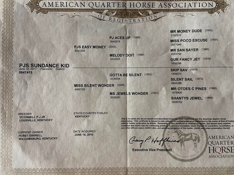 American Quarter Horse Castrone 8 Anni 150 cm Palomino in Flemingsburg Ky