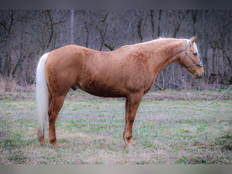 American Quarter Horse Castrone 8 Anni 150 cm Palomino in Flemingsburg Ky