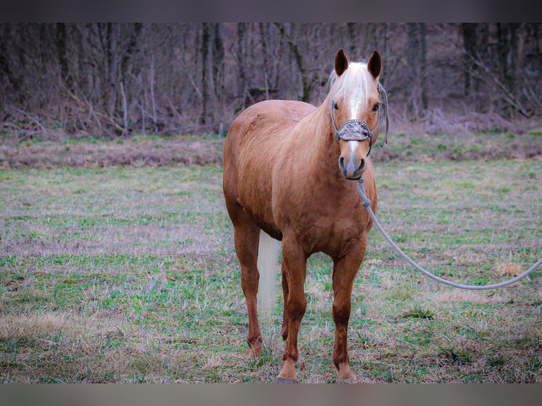 American Quarter Horse Castrone 8 Anni 150 cm Palomino in Flemingsburg Ky