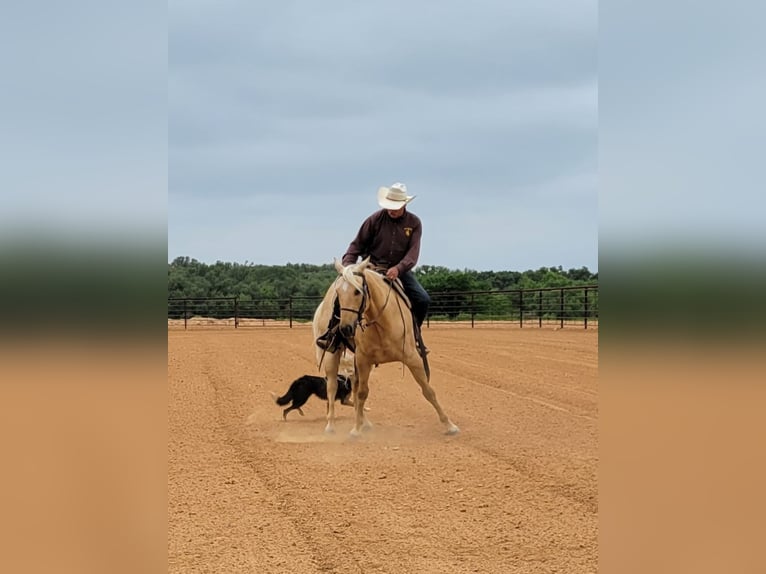 American Quarter Horse Castrone 8 Anni 150 cm Palomino in Rising Star TX