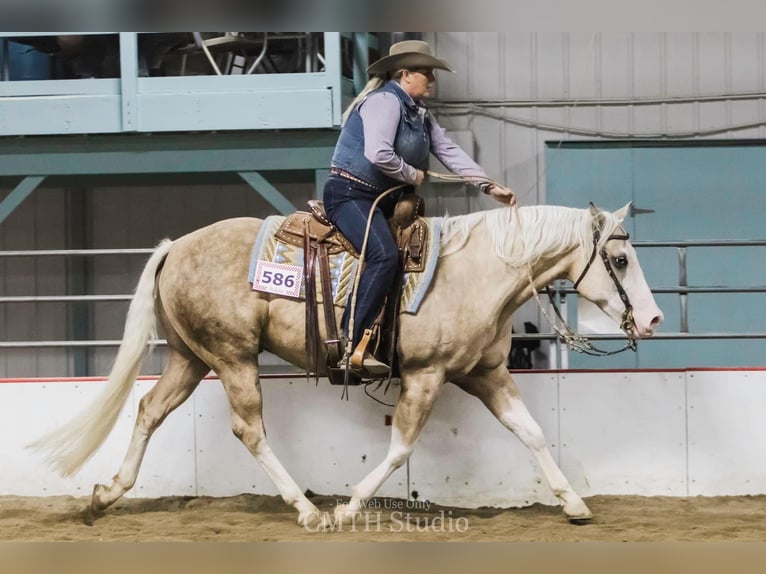 American Quarter Horse Castrone 8 Anni 150 cm Palomino in Sheffield