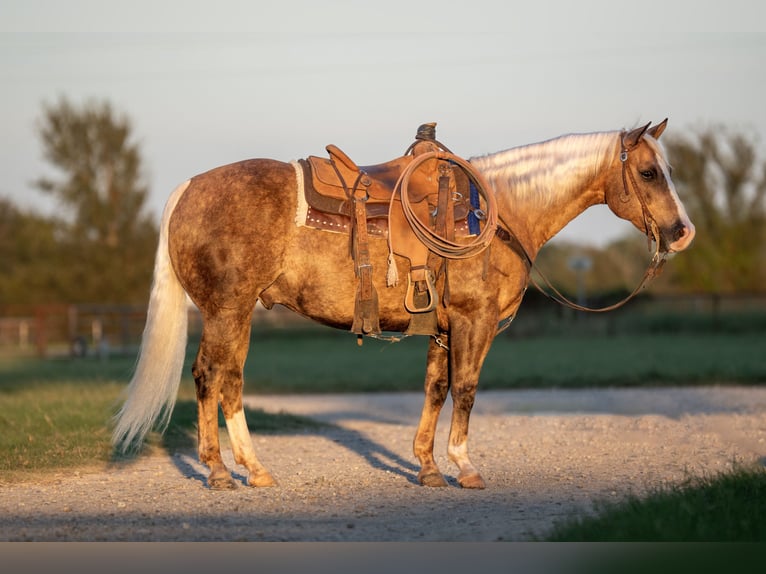 American Quarter Horse Castrone 8 Anni 150 cm Palomino in Weatherford, TX