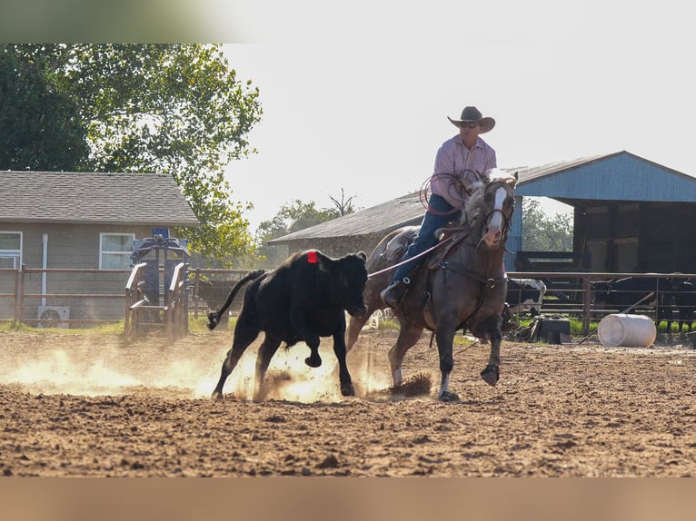 American Quarter Horse Castrone 8 Anni 150 cm Palomino in Weatherford, TX