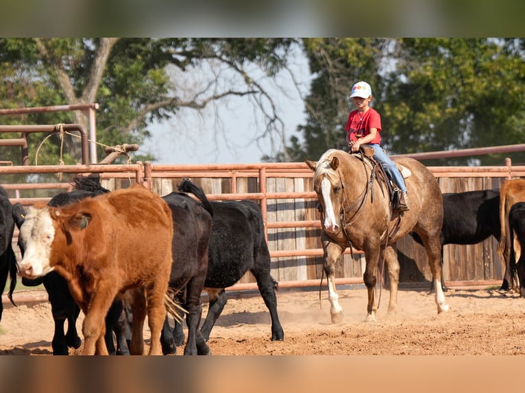 American Quarter Horse Castrone 8 Anni 150 cm Palomino in Weatherford, TX