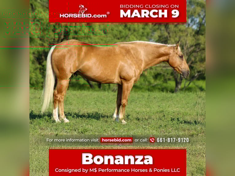 American Quarter Horse Castrone 8 Anni 150 cm Palomino in Whitesboro