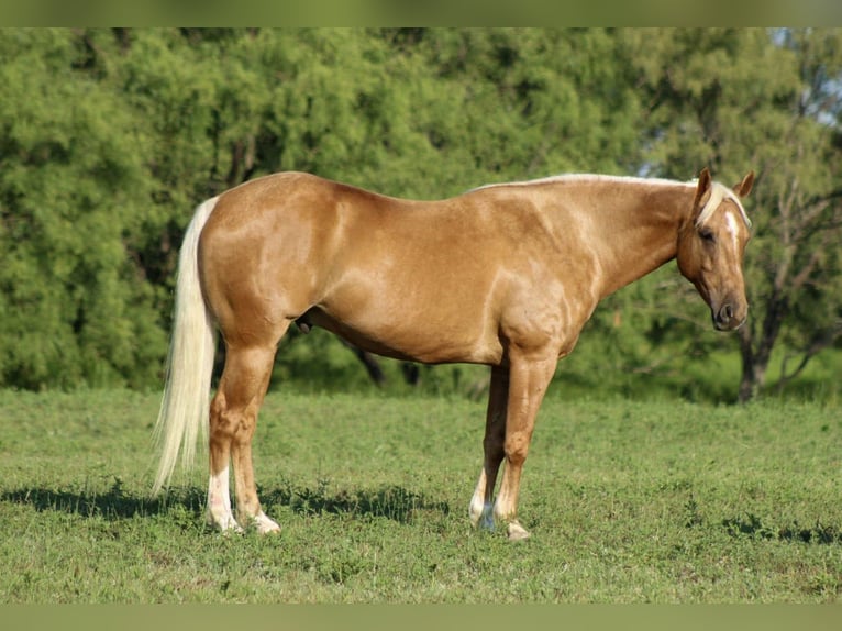 American Quarter Horse Castrone 8 Anni 150 cm Palomino in Whitesboro