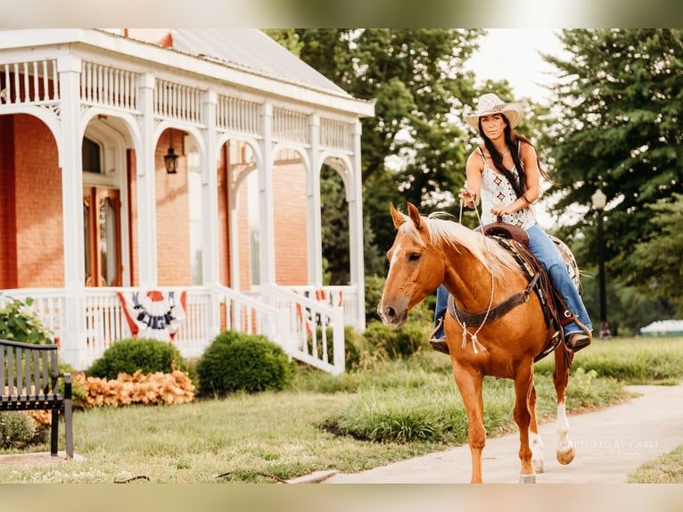 American Quarter Horse Castrone 8 Anni 150 cm Palomino in Lewistown, IL