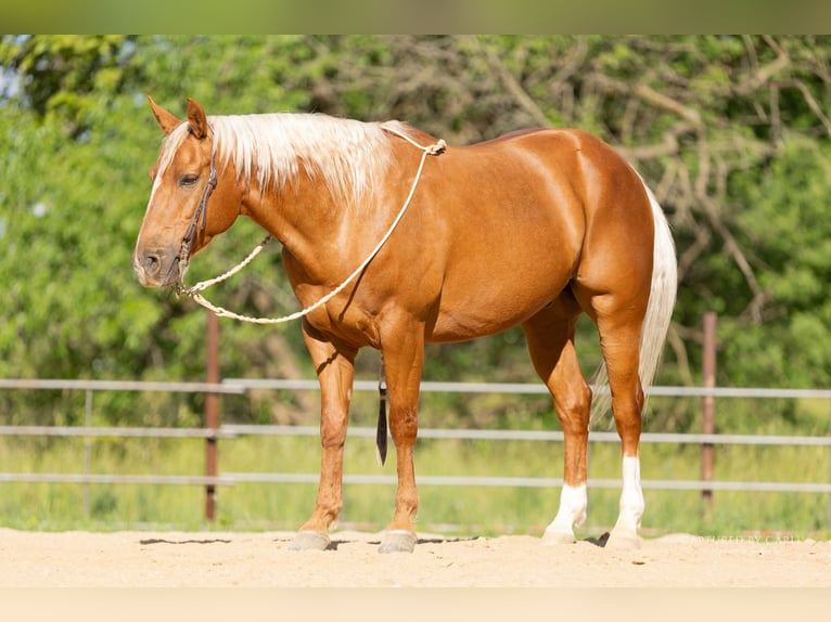 American Quarter Horse Castrone 8 Anni 150 cm Palomino in Lewistown, IL