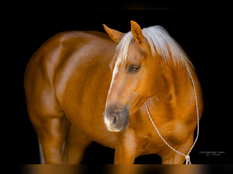 American Quarter Horse Castrone 8 Anni 150 cm Palomino in Lewistown, IL