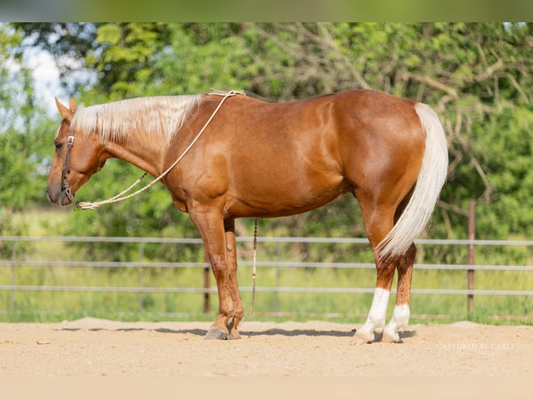 American Quarter Horse Castrone 8 Anni 150 cm Palomino in Lewistown, IL