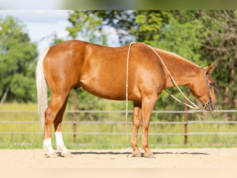 American Quarter Horse Castrone 8 Anni 150 cm Palomino in Lewistown, IL