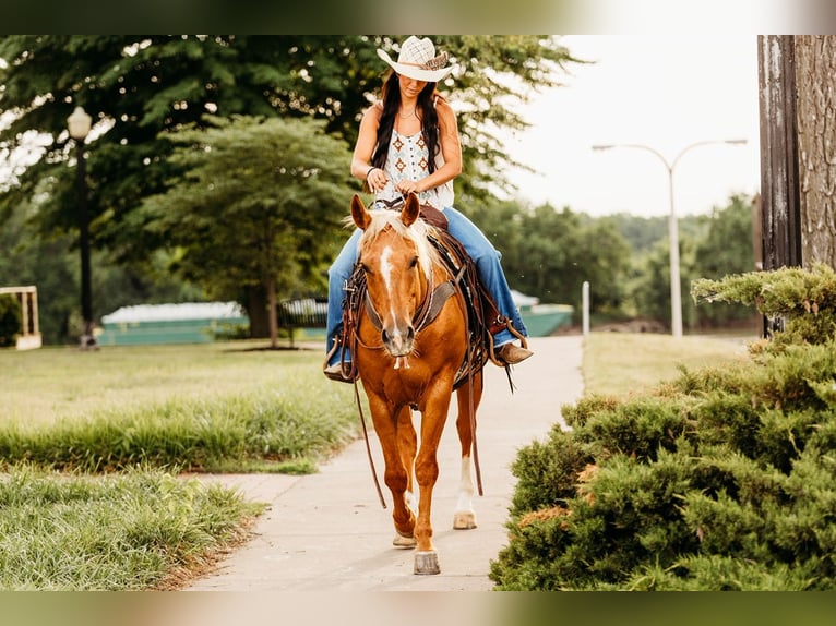 American Quarter Horse Castrone 8 Anni 150 cm Palomino in Lewistown, IL