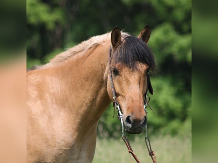 American Quarter Horse Castrone 8 Anni 150 cm Palomino in Paso Robles CA