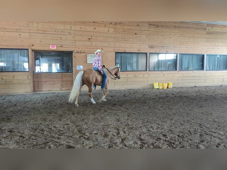 American Quarter Horse Castrone 8 Anni 150 cm Palomino in Winchester, OH