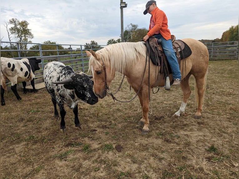 American Quarter Horse Castrone 8 Anni 150 cm Palomino in Winchester, OH