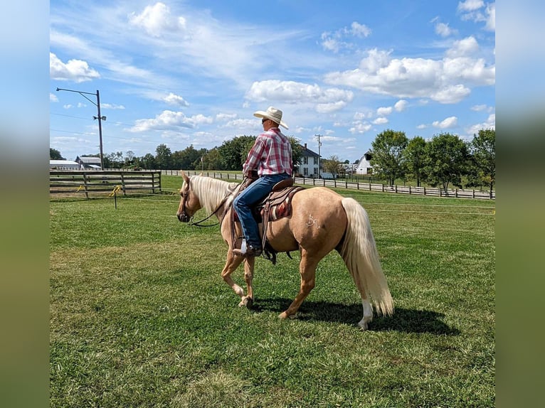 American Quarter Horse Castrone 8 Anni 150 cm Palomino in Winchester, OH