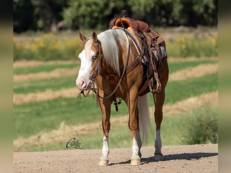 American Quarter Horse Castrone 8 Anni 150 cm Palomino in Belen, NM